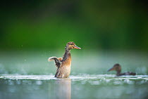 Mallard (Anas platyrhynchos) duckling standing up to shake its wings after bathing, Derbyshire, England, UK, June