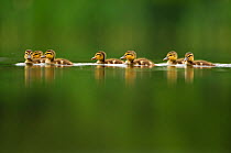 A line of Mallard (Anas platyrhynchos) ducklings swimming on a still lake, Derbyshire, England, UK, June. Did you know? Ducklings take 50-60 days to fledge and become independent.