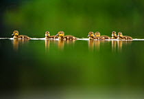A line of Mallard (Anas platyrhynchos) ducklings swimming on a still lake, Derbyshire, England, UK, June. Did you know? A Mallard duck will lay more than half her body weight in eggs.