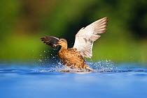 An adult female Mallard (Anas platyrhynchos) landing on a lake, Derbyshire, England, UK, July Sequence 2/3
