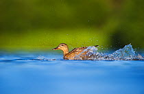 An adult female Mallard (Anas platyrhynchos) landing on a lake, Derbyshire, England, UK, July Sequence 3/3