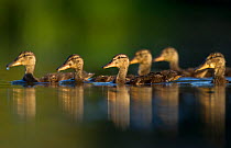 A line of young Mallards (Anas platyrhynchos) ducklings swimming on a lake, Derbyshire, England, UK, June