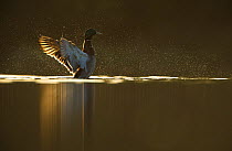 Portrait of an adult male Mallard (Anas platyrhynchos) backlit by evening sunlight, drying its wings, Derbyshire, England, UK, April
