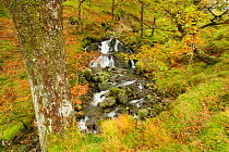 Wide view of a stream running through woodland in autumn, Lake District NP, Cumbria, England, UK November