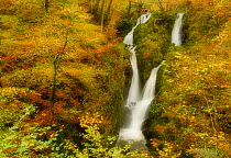 Stock Ghyll waterfall in autumn, with motion blur from wind, Lake District NP, Cumbria, England, UK, November