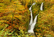 Stock Ghyll waterfall in autumn, Lake District NP, Cumbria, England, UK, November. Did you know? Despite its name, there is only one lake in the Lake District - Bassenthwaite Lake, all the other lakes...