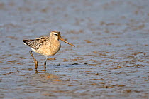 Bar-tailed godwit (Limosa lapponica) adult in winter plumage feeding on mudflats, with bill covered in mud, The Wash, Norfolk, England, UK, December 2011