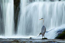 Grey heron (Ardea cinerea) standing on rock at the base of a waterfall, Lake District NP, Cumbria, England, UK, November