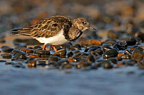 Ruddy turnstone (Arenaria interpres) feeding on shingle beach, Norfolk, England, UK, November. Did you know? Turnstones can flip rocks almost as heavy as they are.
