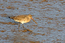 Black-tailed godwit (Limosa limosa) adult in winter plumage, feeding, with bill covered in mud, Norfolk, England, UK, November
