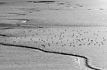 Monochrome image of a mixed flock of feeding Dunlin (Calidris alpina) and Common redshank (Tringa totanus) on an estuary with tidal creeks, The Wash, Norfolk, England, UK, March
