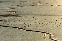 Mixed flock of feeding Dunlin (Calidris alpina) and Common redshank (Tringa totanus) on an estuary with tidal creeks, The Wash, Norfolk, England, UK, March