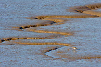 Redshank (Tringa totanus) feeding on an estuary at low tide with tidal creeks, The Wash, Norfolk, England, UK, March