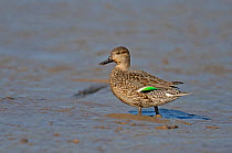 Common teal (Anas crecca) standing on mudflats, The Wash, Norfolk, England, UK, March.