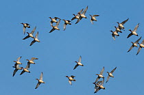 Flock of European wigeon (Anas penelope) in flight over marshes, Norfolk, England, UK, March