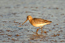 Bar-tailed godwit (Limosa lapponica) adult in winter plumage feeding on mudflats, The Wash, Norfolk, England, UK, March. 2020VISION Book Plate.