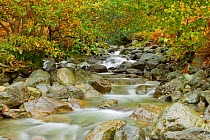 Stream running through woodland in autumn, Lake District NP, Cumbria, England, UK, November