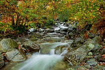 Stream running through woodland in autumn, Lake District NP, Cumbria, England, UK, November