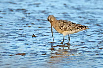 Bar-tailed godwit (Limosa lapponica) in winter plumage feeding on lugworm, with bill covered in mud, The Wash, Norfolk, England, UK, March
