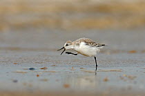 Sanderling (Calidris alba) adult in winter plumage vocalising on tideline and pausing to preen with its foot, The Wash, Norfolk, England, UK, March