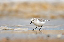 Sanderling (Calidris alba) in winter plumage feeding on tideline, The Wash, Norfolk, March. Did you know? The Sanderling is the only British wading bird that has no back toe; this gives it a distincti...