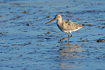 Bar-tailed godwit (Limosa lapponica) adult in winter plumage feeding on mudflats, The Wash, Norfolk, England, UK, December