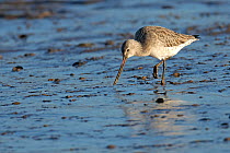 Bar-tailed godwit (Limosa lapponica) adult in winter plumage feeding on mudflats, The Wash, Norfolk, England, UK, December