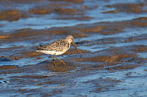 Bar-tailed godwit (Limosa lapponica) adult in winter plumage feeding on ragworm on mudflats, The Wash, Norfolk, December