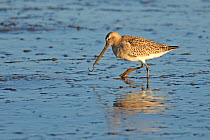 Bar-tailed godwit (Limosa lapponica) adult in winter plumage feeding on lugworm on mudflats, The Wash, Norfolk, England, UK, December