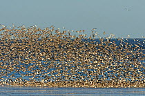 Large flock of Knot (Calidris canutus) and Bar-tailed godwit (Limosa lapponica) gathering to roost on the foreshore at Snettisham RSPB reserve at high water, The Wash, Norfolk, England, UK, January