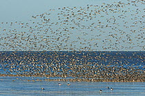 Large flock of Knot (Calidris canutus) and Bar-tailed godwit (Limosa lapponica) flying in a dense cloud whilst gathering on the foreshore at Snettisham RSPB reserve at high water, The Wash, Norfolk, E...