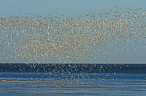 Large flock of Knot (Calidris canutus) and Bar-tailed godwit (Limosa lapponica) flying in a dense cloud whilst gathering on the foreshore at Snettisham RSPB reserve at high water, The Wash, Norfolk, E...