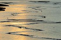 Inter-tidal mudflats and tidal creeks at ebb tide with feeding curlew (Numenius arquata) and redshank (Tringa totanus), The Wash, Norfolk, England, UK, January