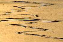 Inter-tidal mudflats and tidal creeks at ebb tide with feeding Curlew (Numenius arquata) and Redshank (Tringa totanus), Snettisham RSPB reserve, The Wash, Norfolk, England, UK, January