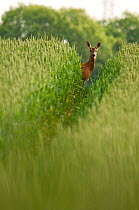 Roe deer (Capreolus capreolus) staring down track in a field of wheat (Triticum sp.), Berkshire, England, UK, June