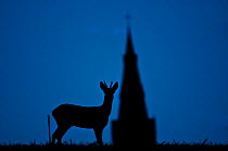 Roe deer (Capreolus capreolus) buck silhouetted at twilight, with church spire, Berkshire, England, UK, November. Did you know? In the original book 'Bambi' was a  Roe deer, however in the later anima...