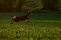 Roe deer (Capreolus capreolus) buck jumping high through field of wheat (Triticum sp.) at sunset, Berkshire, England, UK, May