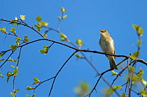 Willow warbler (Phylloscopus trochilus) singing in birch tree at Frensham Common nature reserve, Surrey, England, UK, April