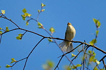 Willow warbler (Phylloscopus trochilus) singing in birch tree at Frensham Common nature reserve, with tail fanned out, Surrey, England, UK, April 2011