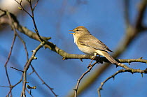 Willow warbler (Phylloscopus trochilus) singing at Frensham Common nature reserve, Surrey, England, UK, April