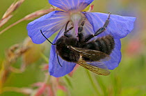 Hairy-footed flower bee (Anthophora plumipes) female feeding on nectar from a Meadow Cranesbill (Geranium pratense) flower at RSPB's Hope Farm Reserve, Cambridgeshire, England, UK, July