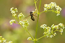 Hoverfly (Eupeodes luniger) on Bedstraw (Galium sp) flower in a herb rich conservation margin at RSPB's Hope Farm Reseve, Cambridgeshire, England, UK, July