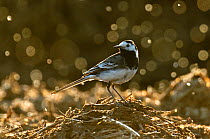 Adult male Pied wagtail (Motacilla alba yarrellii), in spring plumage, feeding on dung flies (Scathophagidae), Hertfordshire, England, UK, May. Did you know? Some of the colloquial names of Pied wagta...