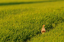 Grey partridge (Perdix perdix) standing in a track in a field of Winter wheat (Triticum), Hertfordshire, England, UK, May