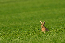 Brown hare (Lepus europaeus) sitting in a field with wheat crop, Norfolk, England, UK, May