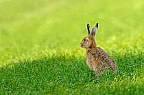 Brown hare (Lepus europaeus) sitting in a field with wheat crop, Norfolk, England, UK, May