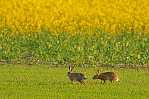 Brown hares (Lepus europaeus) running in field, with oilseed rape crop in background, Norfolk, England, UK, May