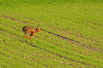 Brown hare (Lepus europaeus) running in an arable field, Norfolk, England, UK, May