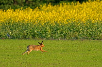 Brown hare (Lepus europaeus) running in field, with oilseed rape crop in background, Norfolk, England, UK, May