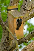Common starling (Sturnus vulgaris) adult with insect food arriving at nestbox to feed chicks, Hope Farm RSPB Reserve, Cambridgeshire, England, UK, May